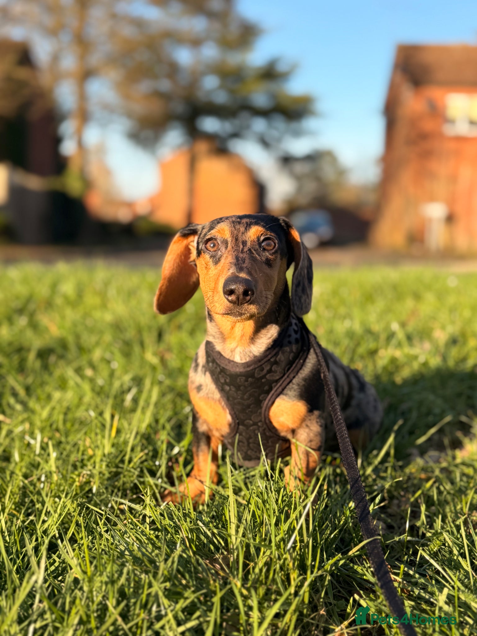 Miniature Dachshund dogs 🧸Miniature Dachshund Silver Dapple Girl PRA Clear - Advert 1