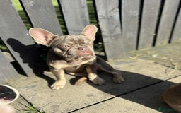 French Bulldog dogs for sale: Female blue/fawn French bulldog  - Image 8