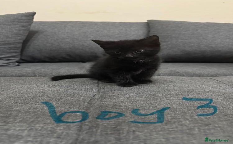 Mixed Breed cats - Advert 12