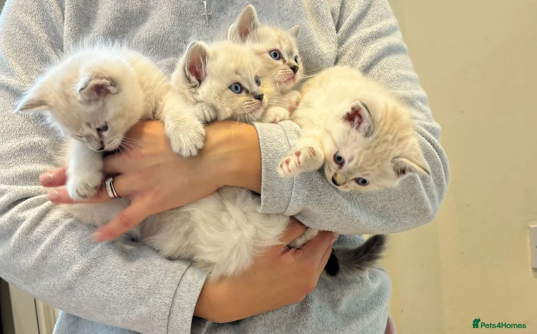 Ragdoll cats for stud: G.Champion✅GCCF/TICA Reg✅FIV/FELV/DNA✅Ragdoll stud in London - Advert 19