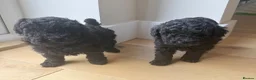 Toy Poodle dogs for sale: Toy poodle puppies (afterglow bred) - Advert 18