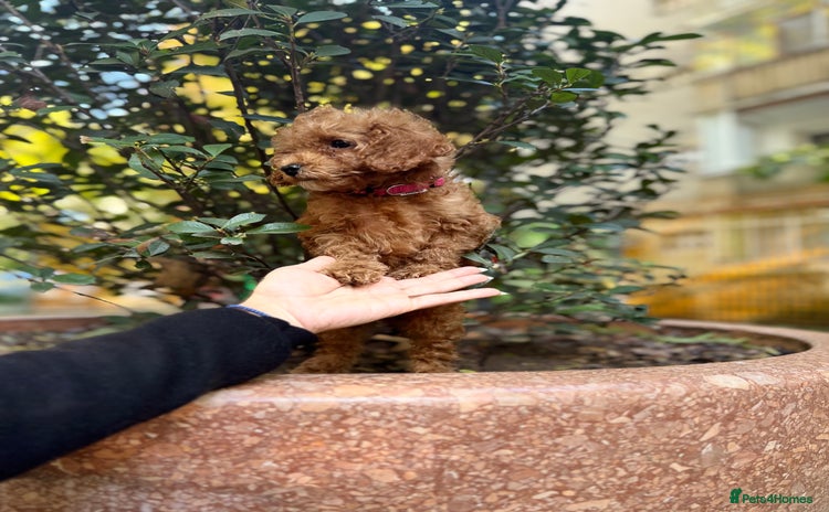 Toy Poodle dogs - Advert 4