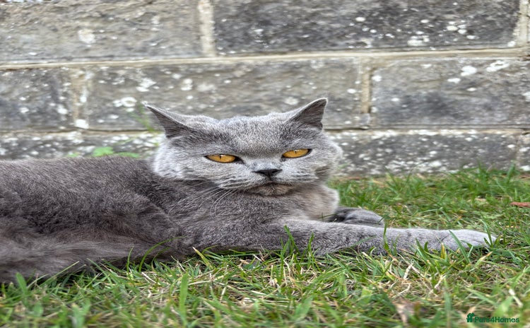 British Shorthair cats - Advert 7