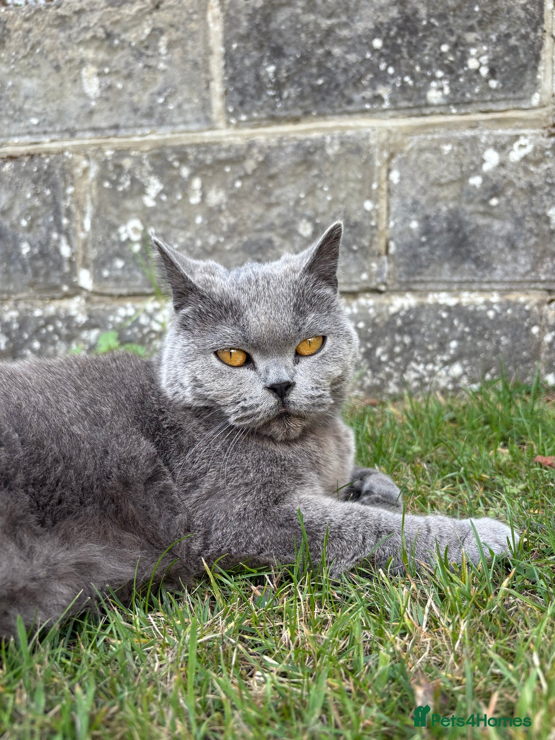 British Shorthair cats for sale: 3 year old British Blue Cat Needs Loving Home - Image 1