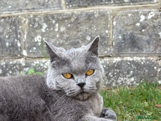 British Shorthair cats - Advert 9