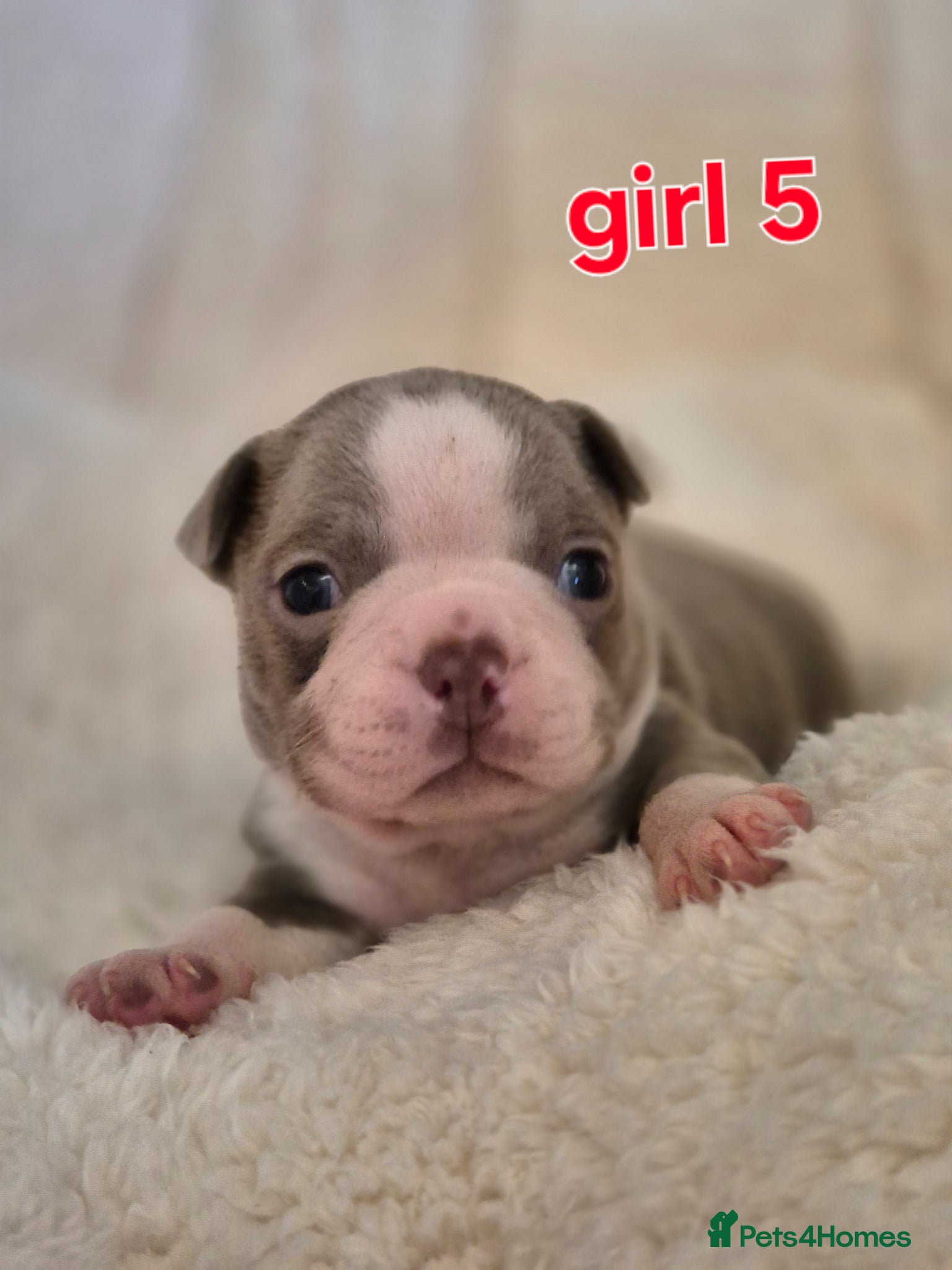 Boston Terrier dogs Kc Boston terrier puppies  - Advert 2