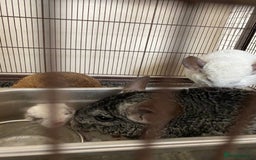 Chinchilla rodents for sale: White gold-bar mosaic Chinchillas for sale (Rare) - Image 8
