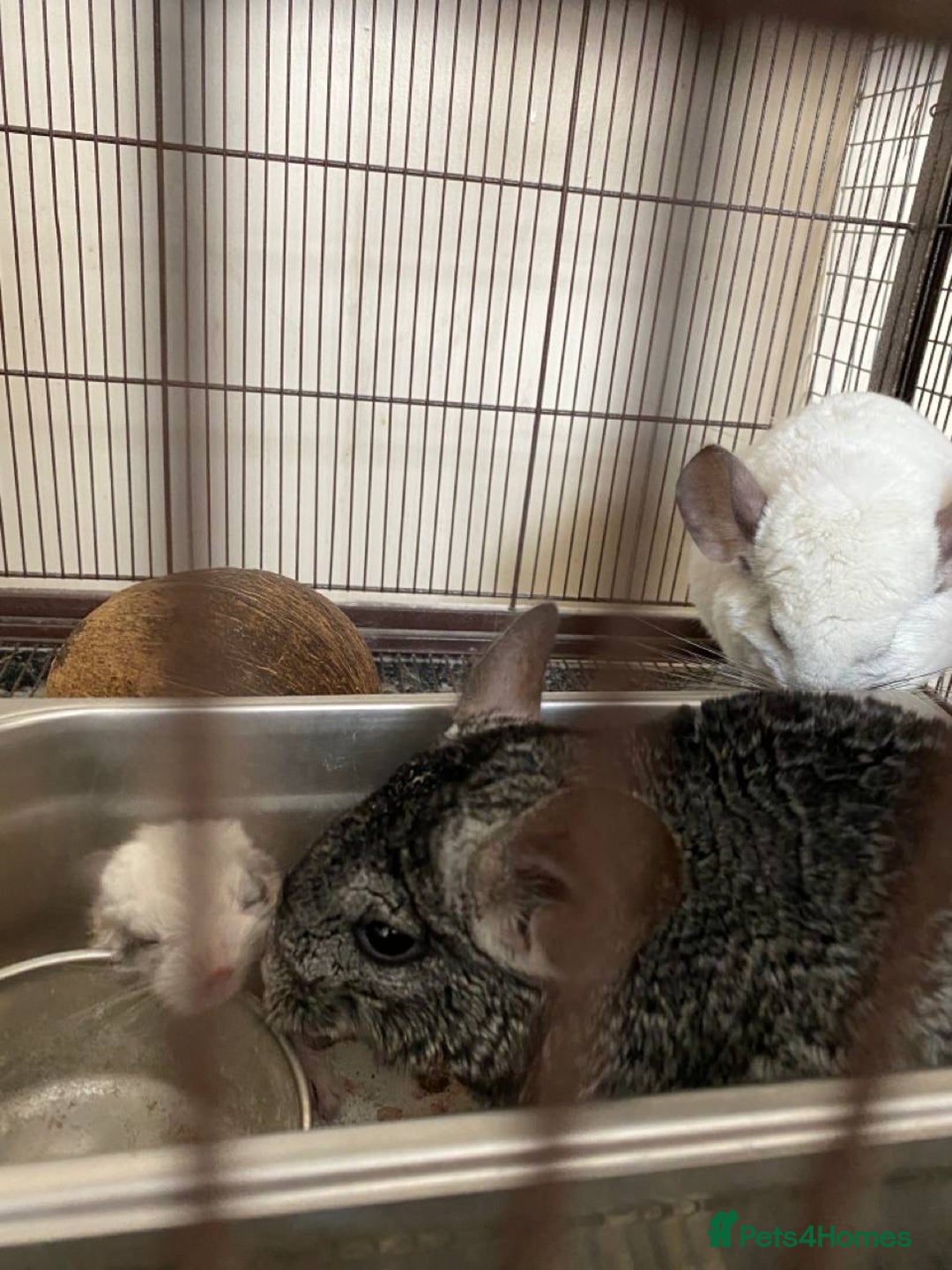 Chinchilla rodents for sale: White gold-bar mosaic Chinchillas for sale (Rare) - Image 8