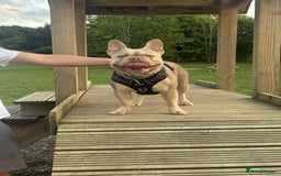 French Bulldog dogs for stud: Isabella stud - Image 5