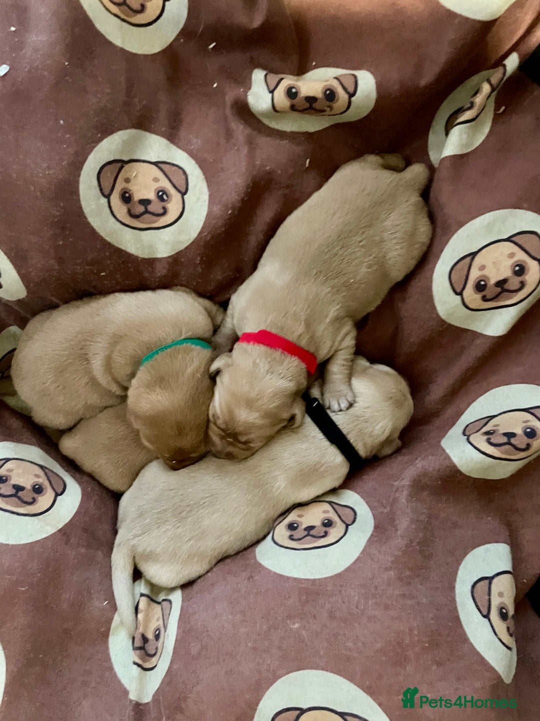 Labrador Retriever dogs for sale: KC Labrador pups ready 5th Jan 26 - Advert 16