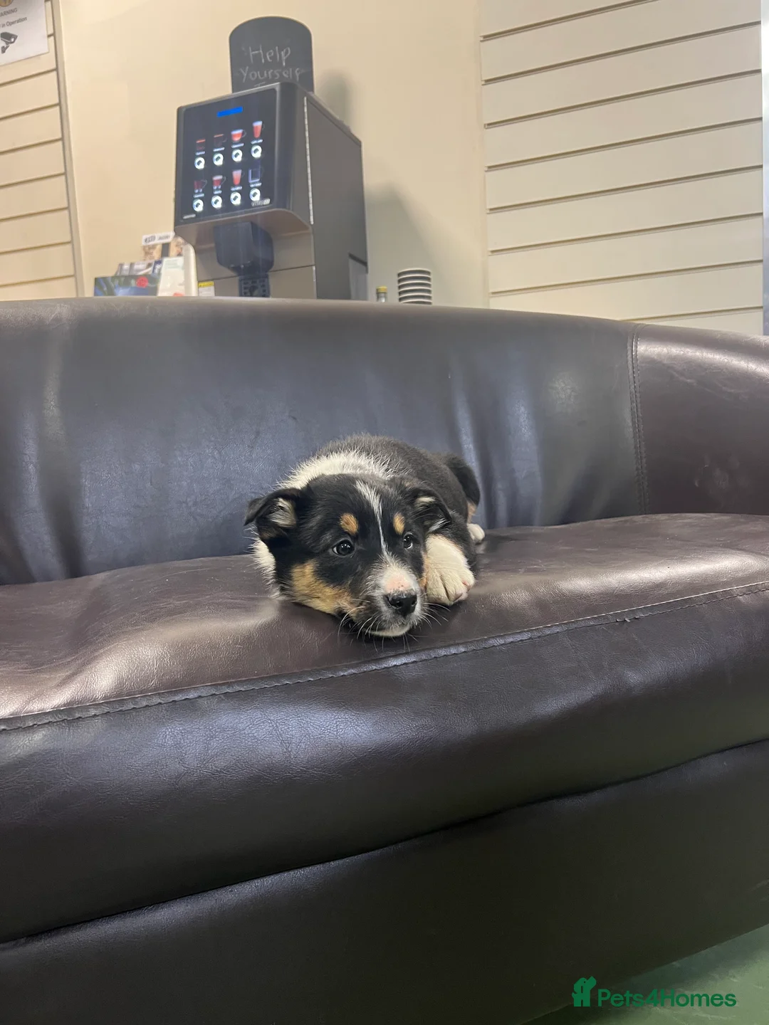 Border Collie dogs for sale: Ted! - Proven Working Border Collie Puppy! - Advert 15