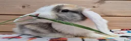 Mini Lop rabbits for sale: Mini lops  8 weeks old 31/07/26 - Advert 4