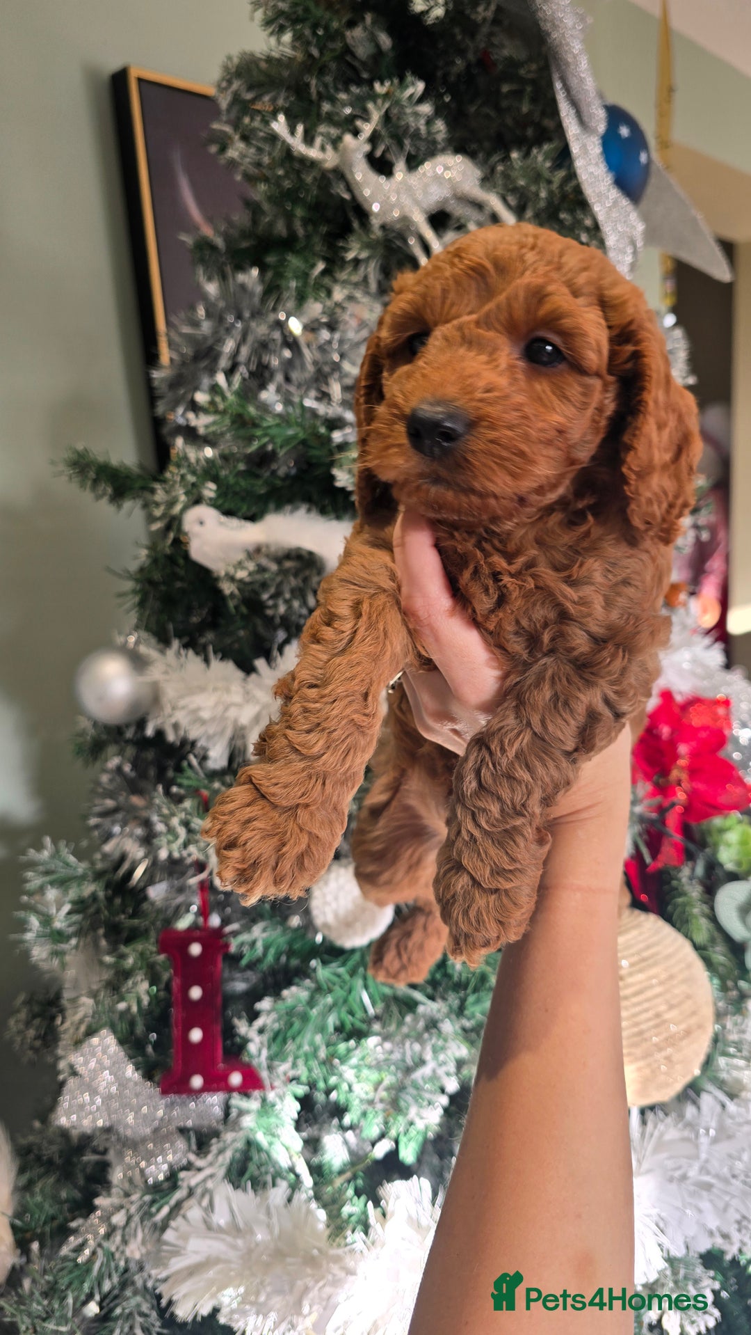Cockapoo dogs for sale: Beautiful cockapoo puppies - Advert 16