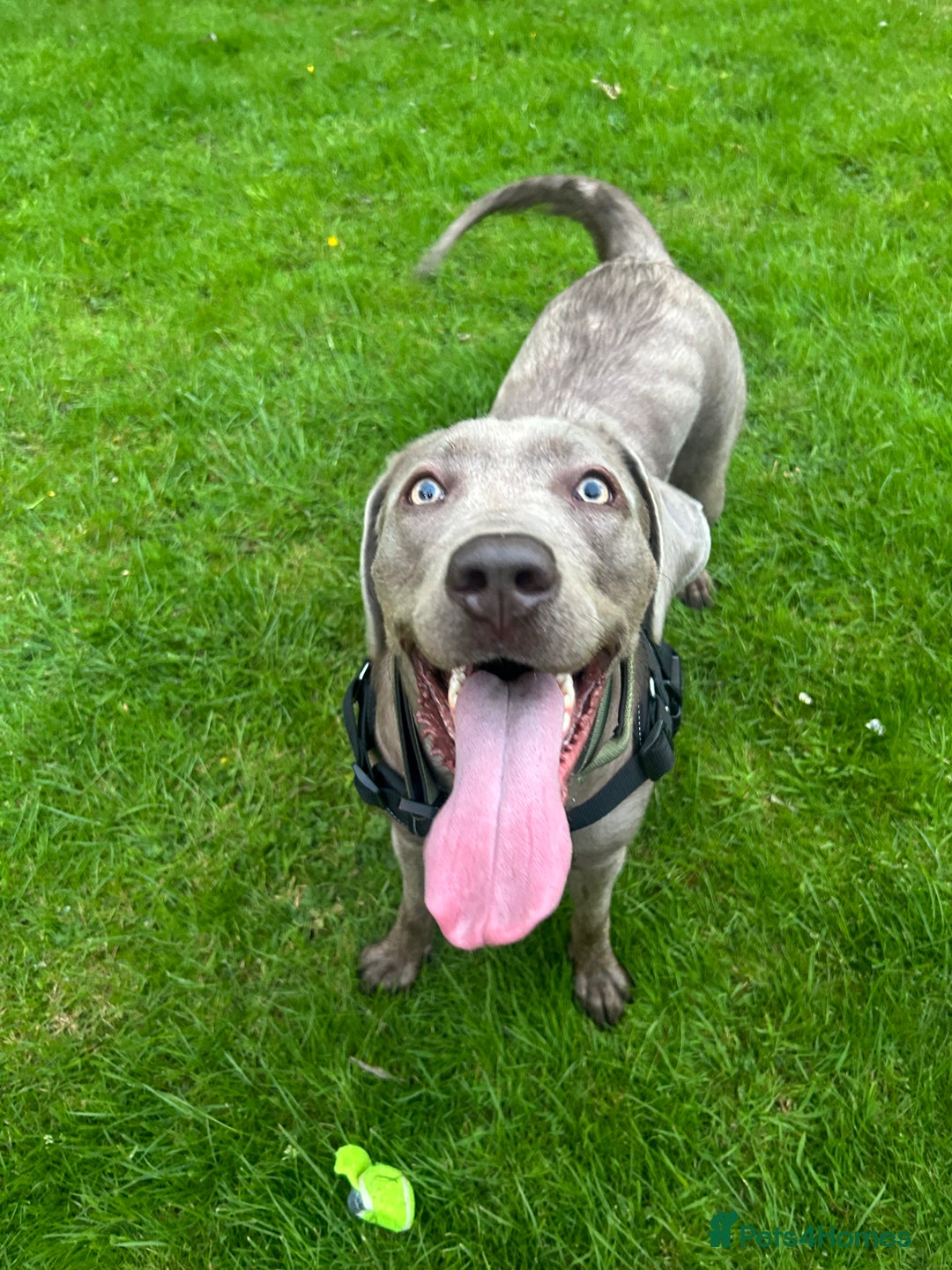 Mixed Breed dogs for sale: 2 gorgeous girls - Image 5