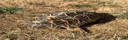 Tortoise reptiles for sale: Indian Star Tortoise around 12-14 years old in Newport Pagnell - Advert 3