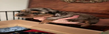 Miniature Dachshund 4