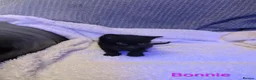 Mixed Breed cats for sale: Six adorable and sweet natured kittens in Kilmarnock - Advert 17