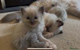 Ragdoll cats for sale: READY SOON!! PUREBRED RAGDOLL KITTENS - Image 15