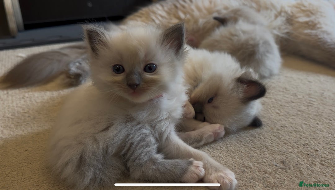 Ragdoll cats for sale: READY SOON!! PUREBRED RAGDOLL KITTENS - Image 15