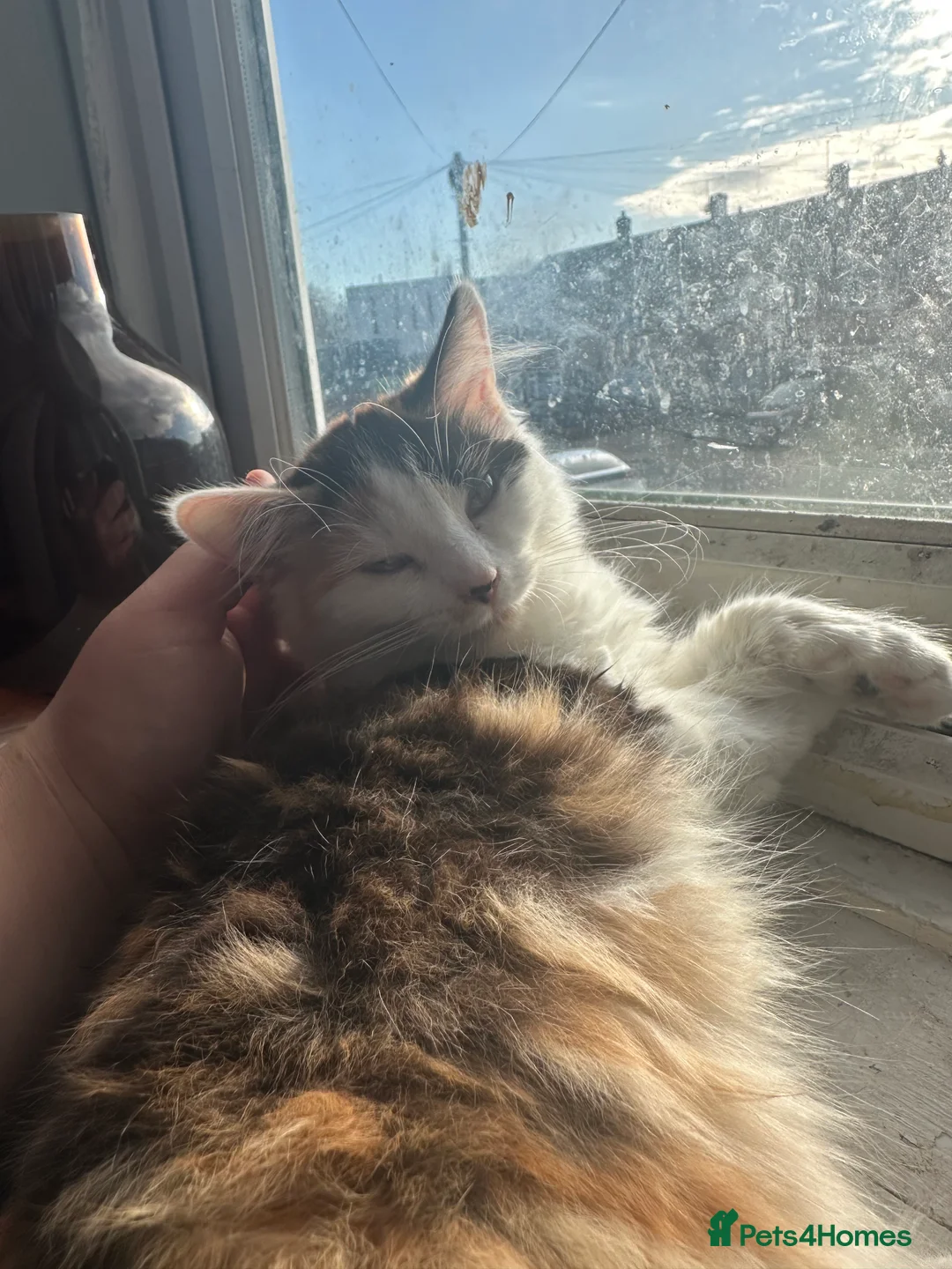 Mixed Breed cats for sale: 4x mixed breed kittens age 5 months old - Advert 4