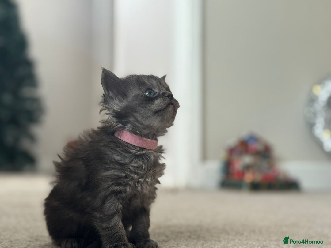 Ragcoon cats for sale: 1 x female Ragcoon - Advert 4