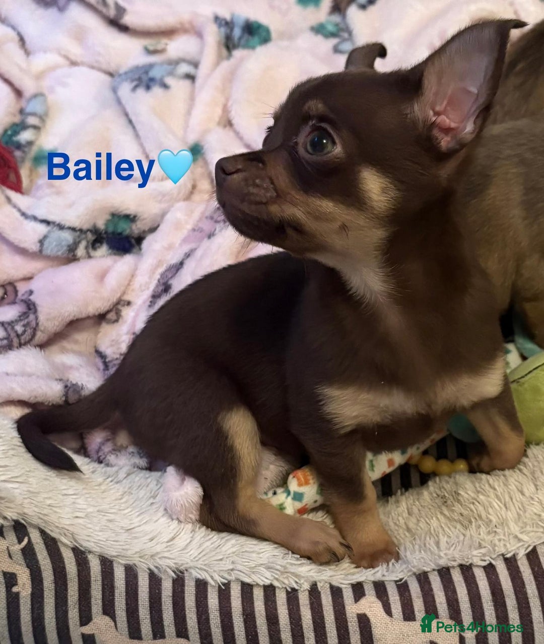 Chihuahua dogs for sale: Chihuahua Puppies Ready Now  - Advert 6