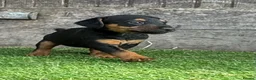 Lakeland Terrier dogs for sale: Lakeland terrier puppies - Advert 9