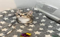 Mixed Breed cats for sale: Pixie bob mixed kittens - Image 9
