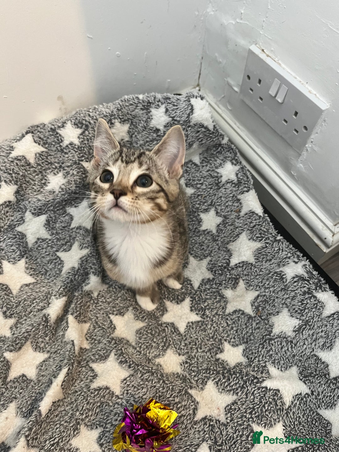 Mixed Breed cats for sale: Pixie bob mixed kittens - Image 9