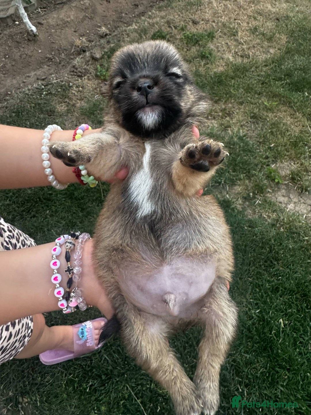 Mixed Breed dogs for adoption: Bruin - In Ayr Looking for a home  - Advert 5