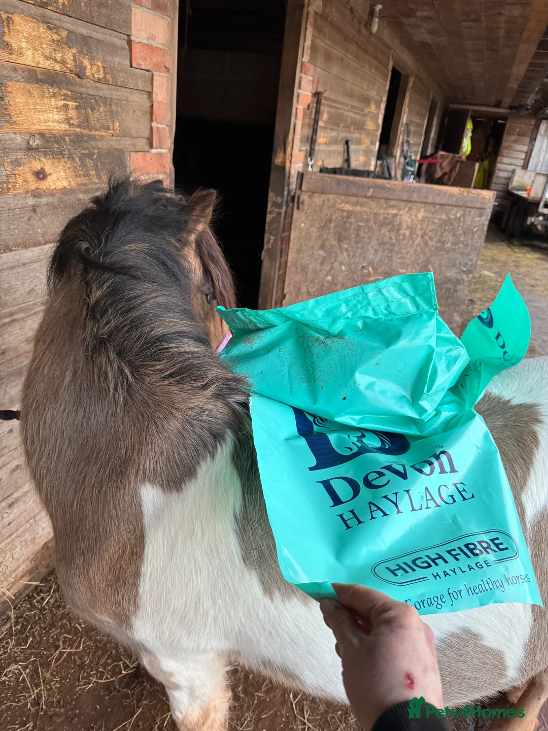 Welsh Section A horses for sale: Beautifully well marked Welsh P/B - Advert 21