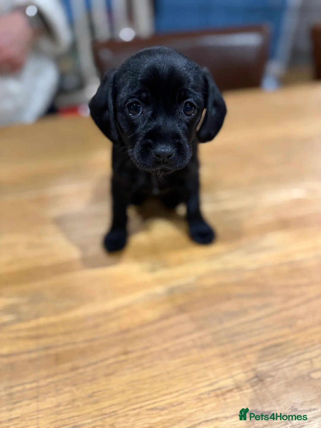 Mixed Breed dogs for sale: Chi-spaniels  - Advert 10