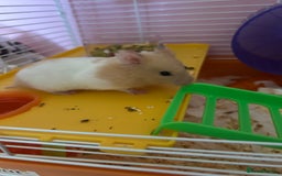 Hamster rodents for sale: Syrian hamster - Image 1