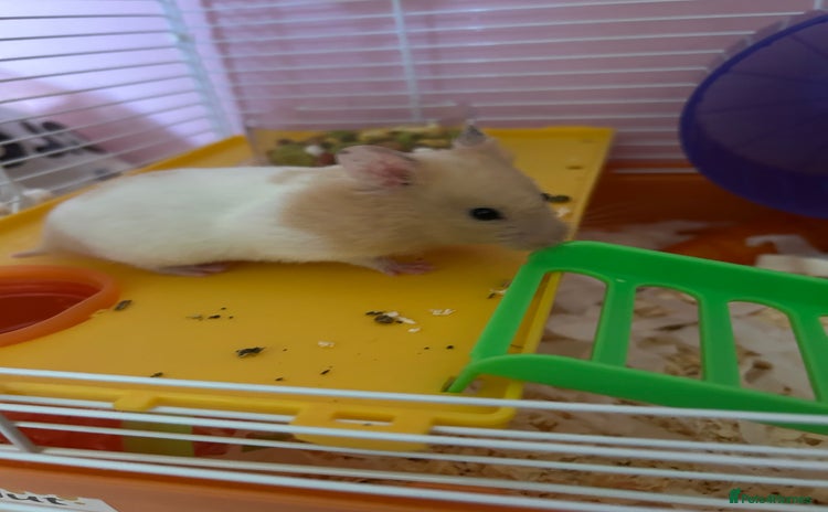 Hamster rodents - Advert 1