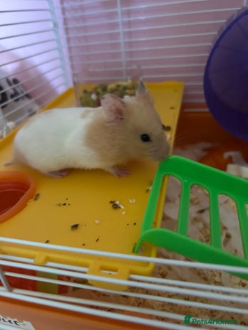 Hamster rodents - Advert 7