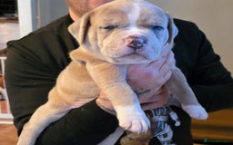 American Bully dogs for sale: Pocket Bully pups  - Image 1