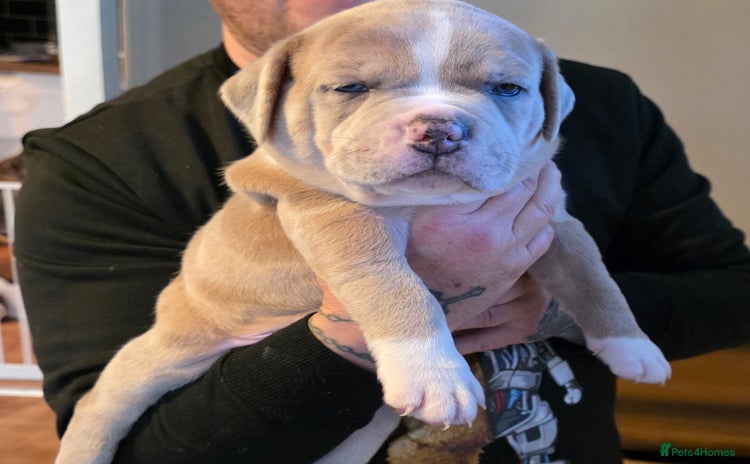 American Bully dogs - Advert 1