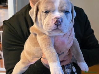 American Bully dogs - Advert 8