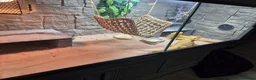 Bearded Dragon reptiles for sale: 2 female beaded dragons - Advert 4
