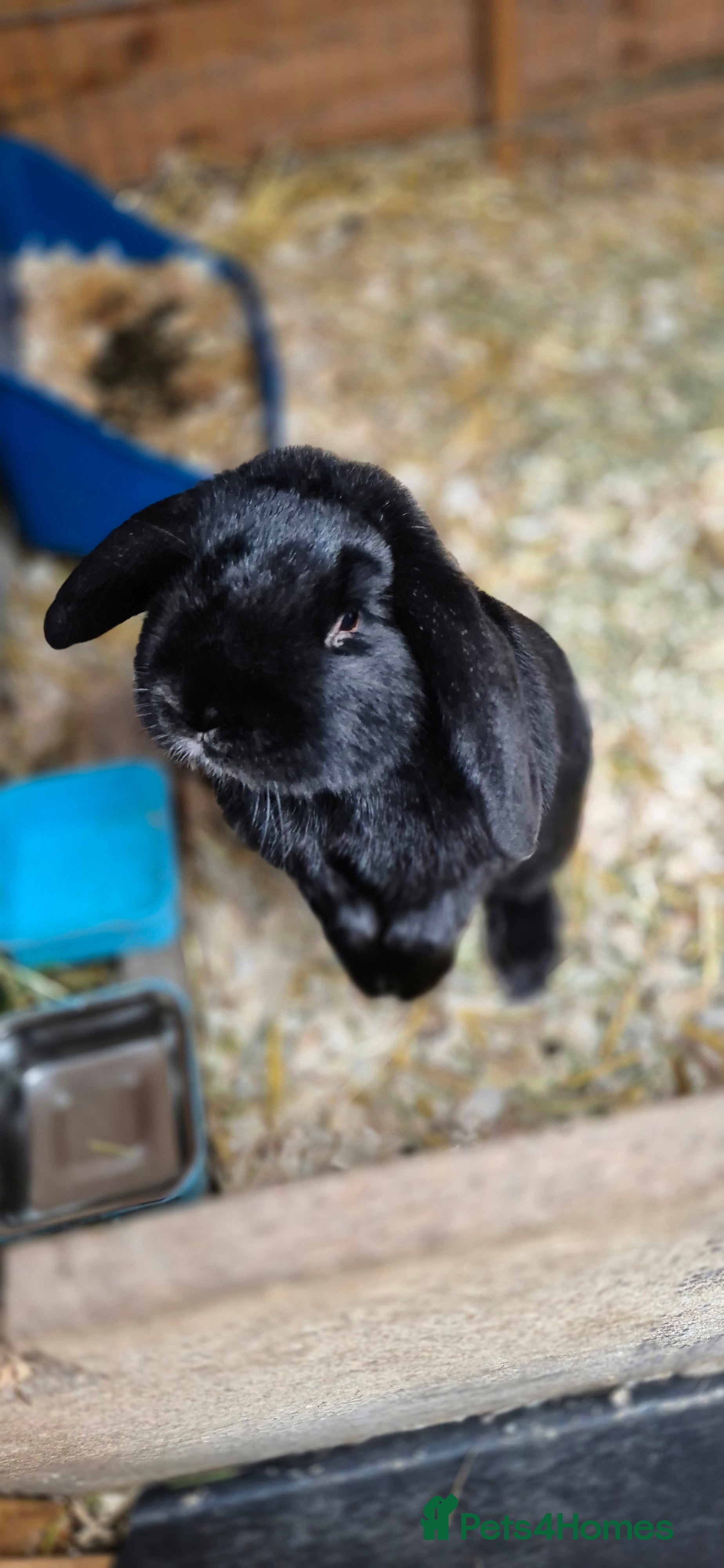 Dutch rabbits Male Dwarf Lop Bunny Free to good home  - Advert 5