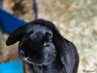 Dutch rabbits Male Dwarf Lop Bunny Free to good home - Advert 5