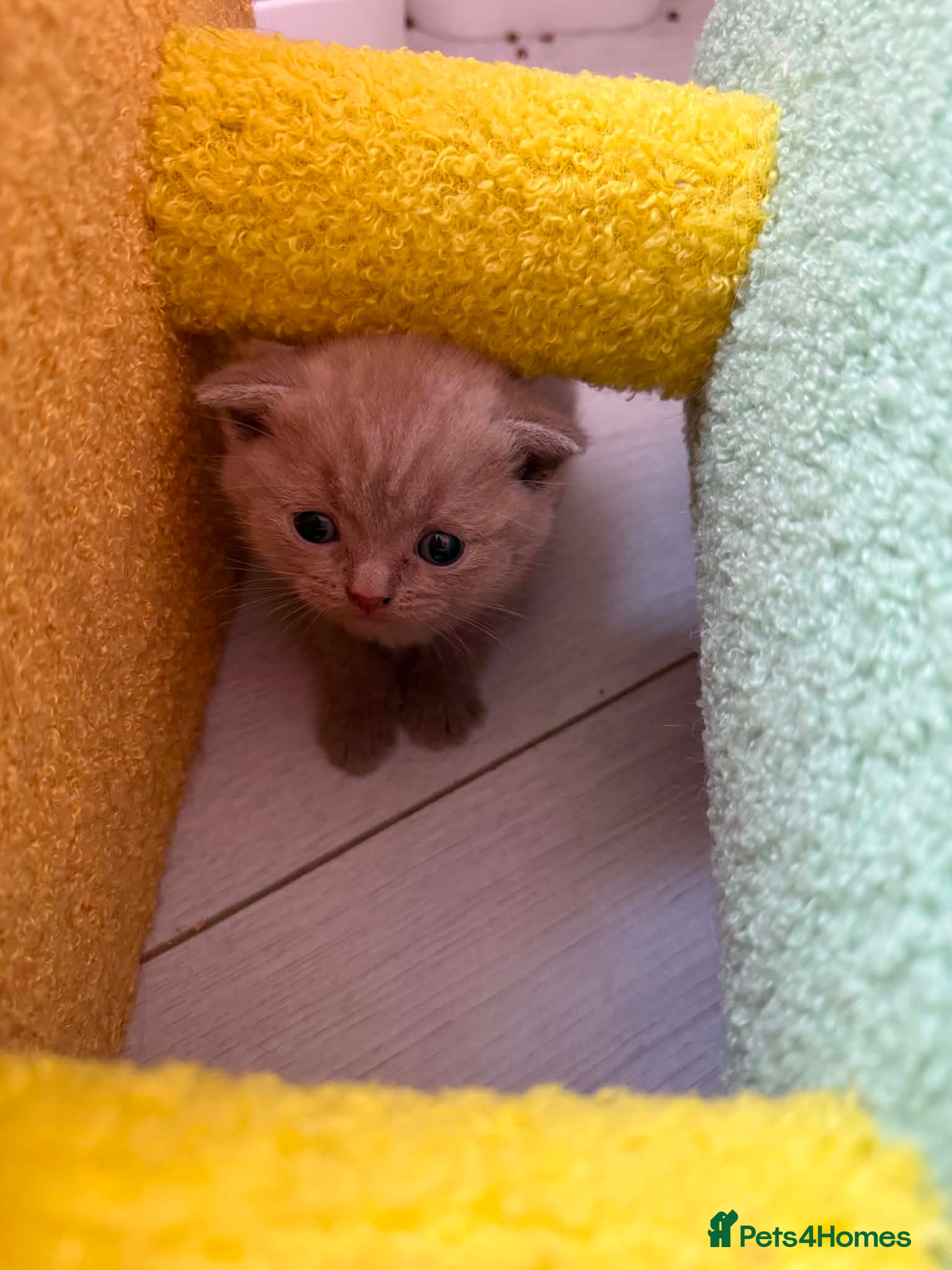 Scottish Fold cats Stunning Scottish fold/straight kittens😻 - Advert 2