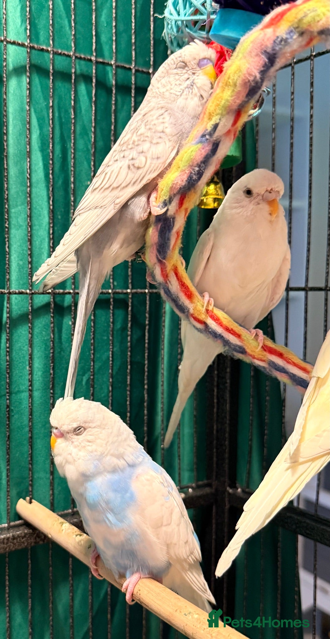 Budgerigars birds young  budgies available  Wa7  area   - Advert 1