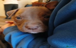 American Bull Staffy dogs for sale: Puppies  - Advert 5