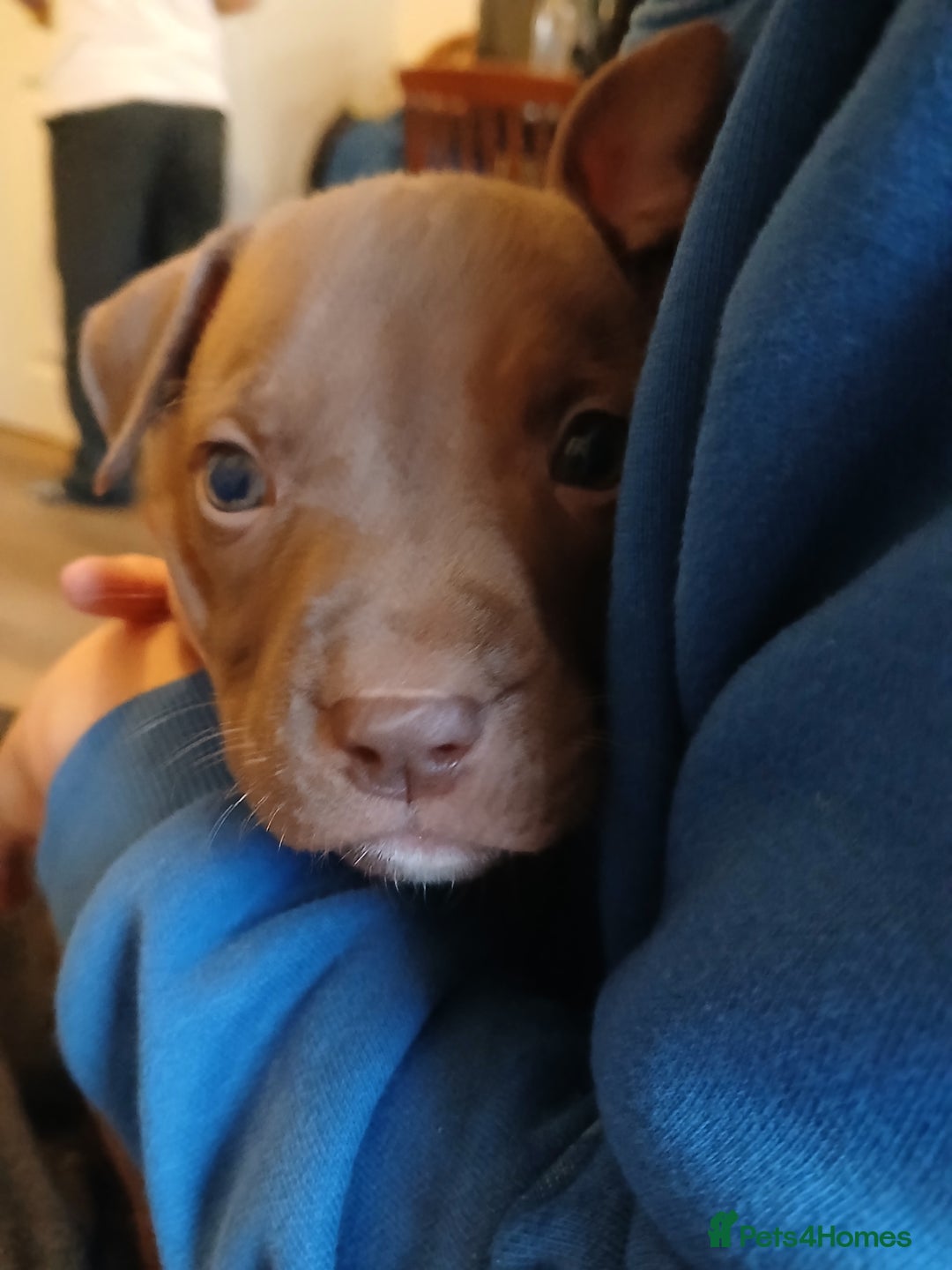 American Bull Staffy dogs for sale: Puppies  - Advert 5