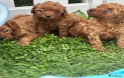 Cockapoo dogs for sale: Stunning litter of Red FIB cockapoo Girls  - Image 7