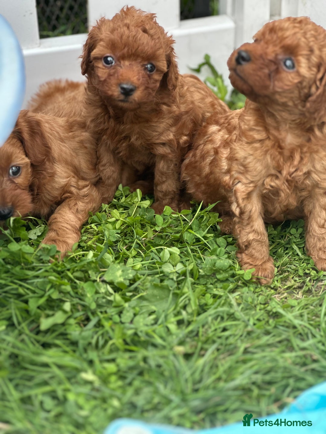 Cockapoo dogs for sale: Stunning litter of Red FIB cockapoo Girls  - Image 7