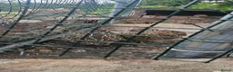 Quail poultry for sale: Quials for sale cheap in Huddersfield - Advert 2