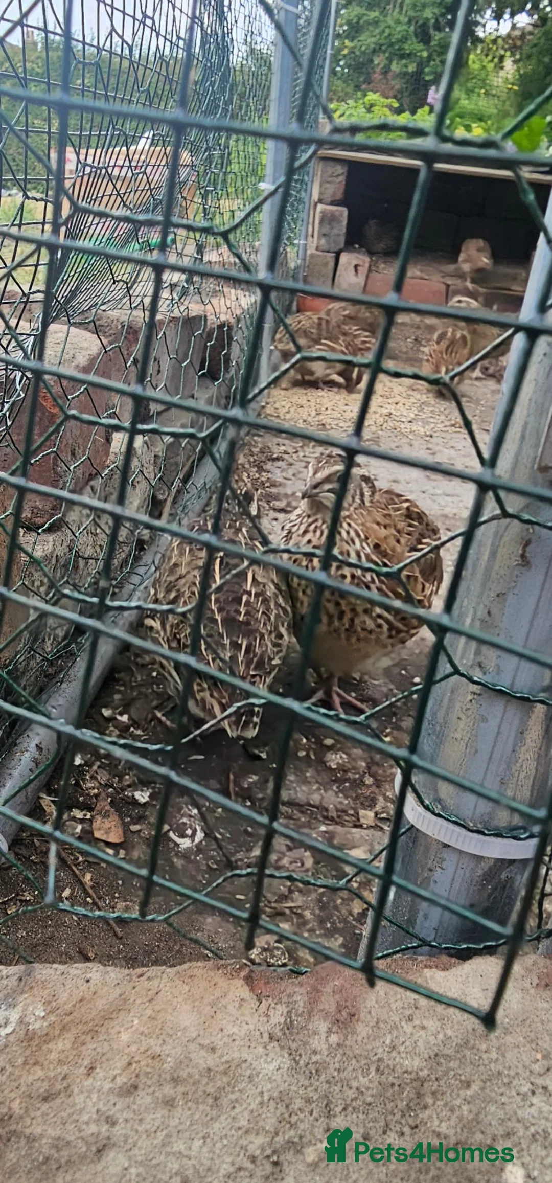 Quail poultry for sale: Quials for sale cheap in Huddersfield - Advert 2