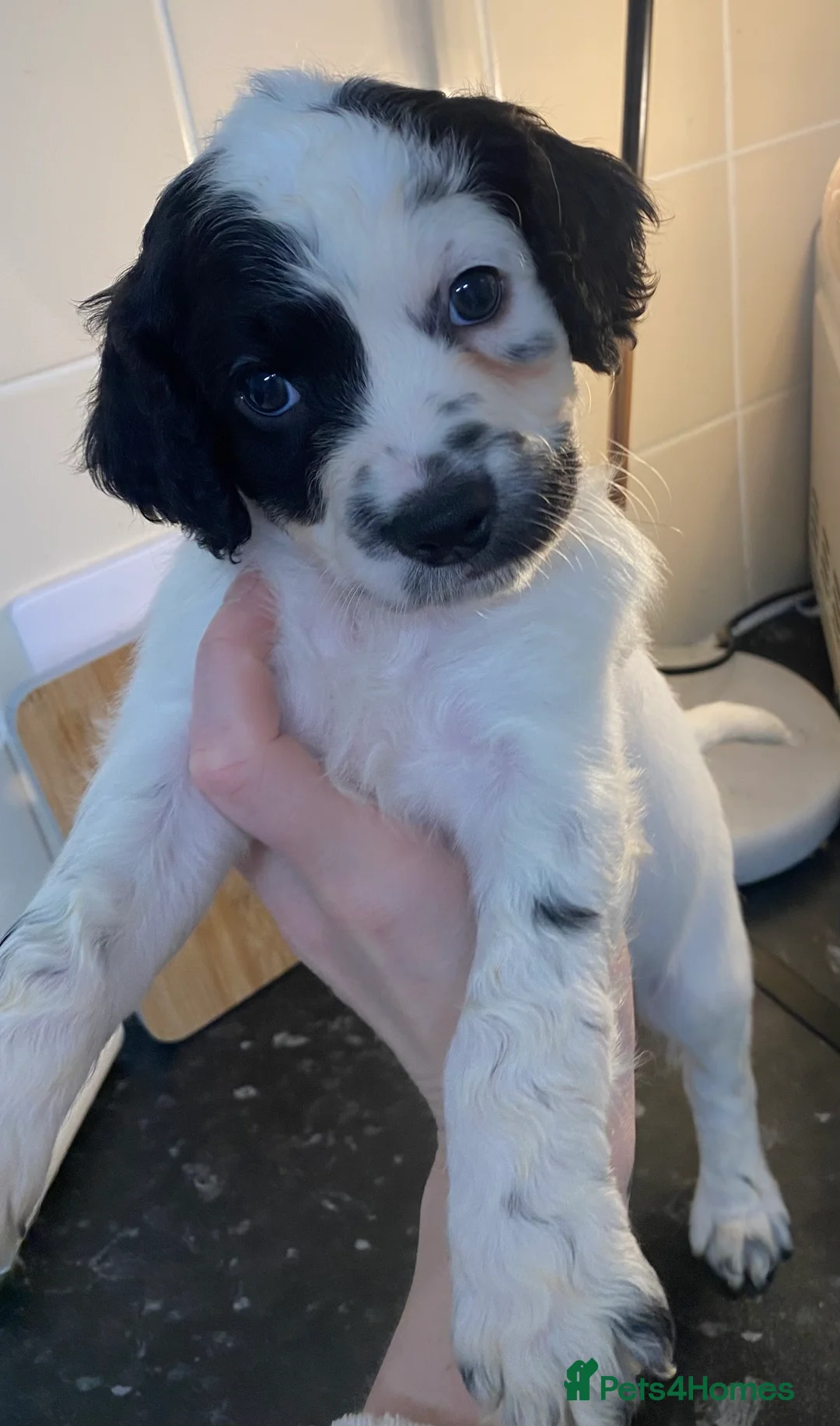 Cockapoo dogs for sale: Beautiful F2 Cockapoo puppies 🏡🐶  - Advert 12